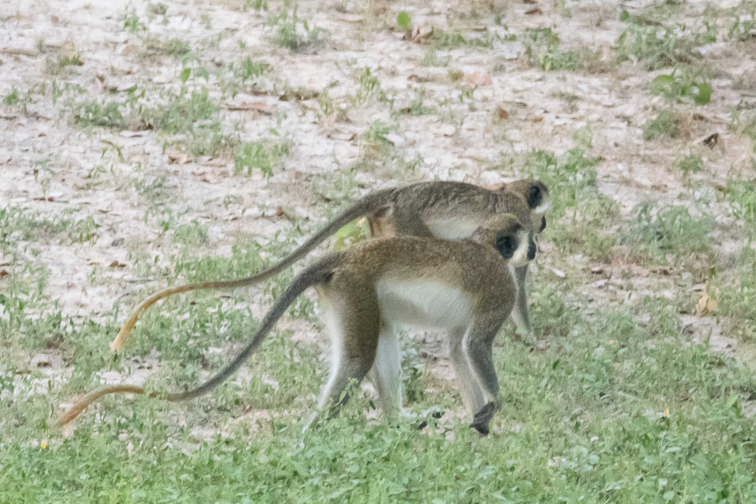 Singes verts ou Vervets verts (Green monkey, Chlorocaebus sabaeus) traversant le camp, Réserve de Fathala, Région de Fatick, Sénégal.